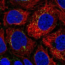DTX4 Antibody, Novus Biologicals 0.1mL; Unlabeled:Antibodies, Polyclonal